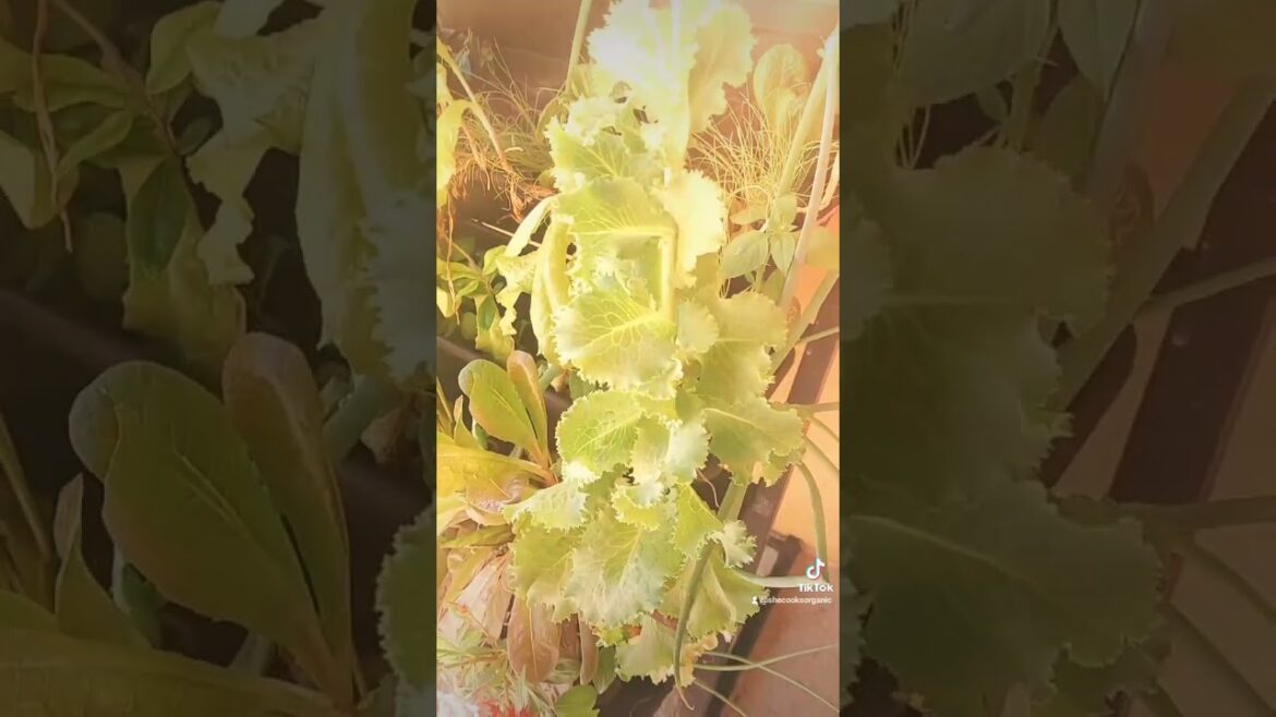Varieties of Lettuces & Herbs