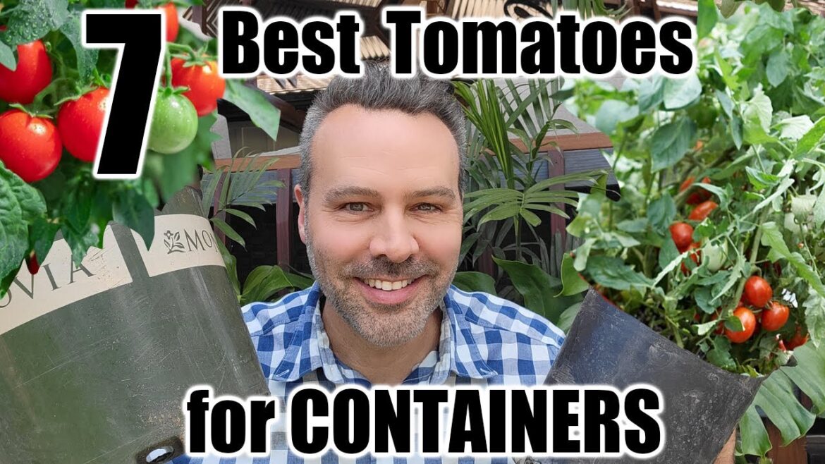 California Garden TV: 7 Best Tomatoes to Grow in Containers 7 Best Tomatoes to Grow in Containers