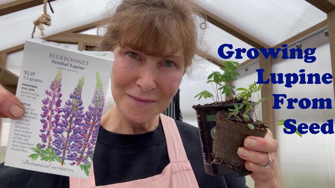 Potting Lupine in our Costco Greenhouse