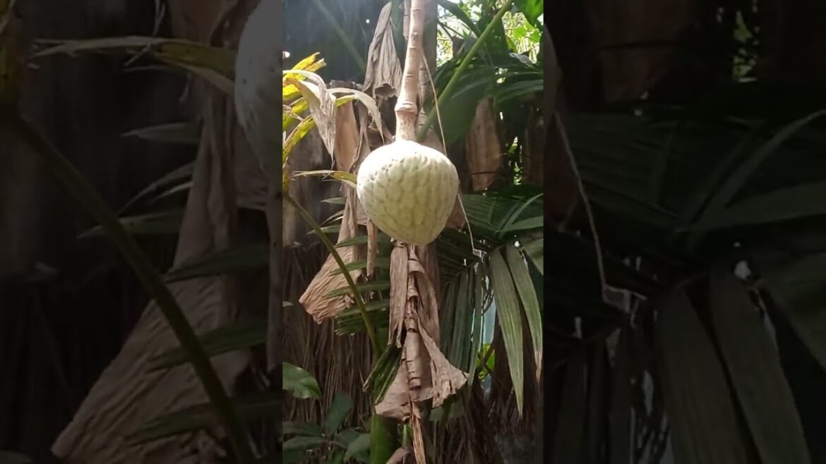 Amazing fruits 🤩#satisfying #shorts #viral