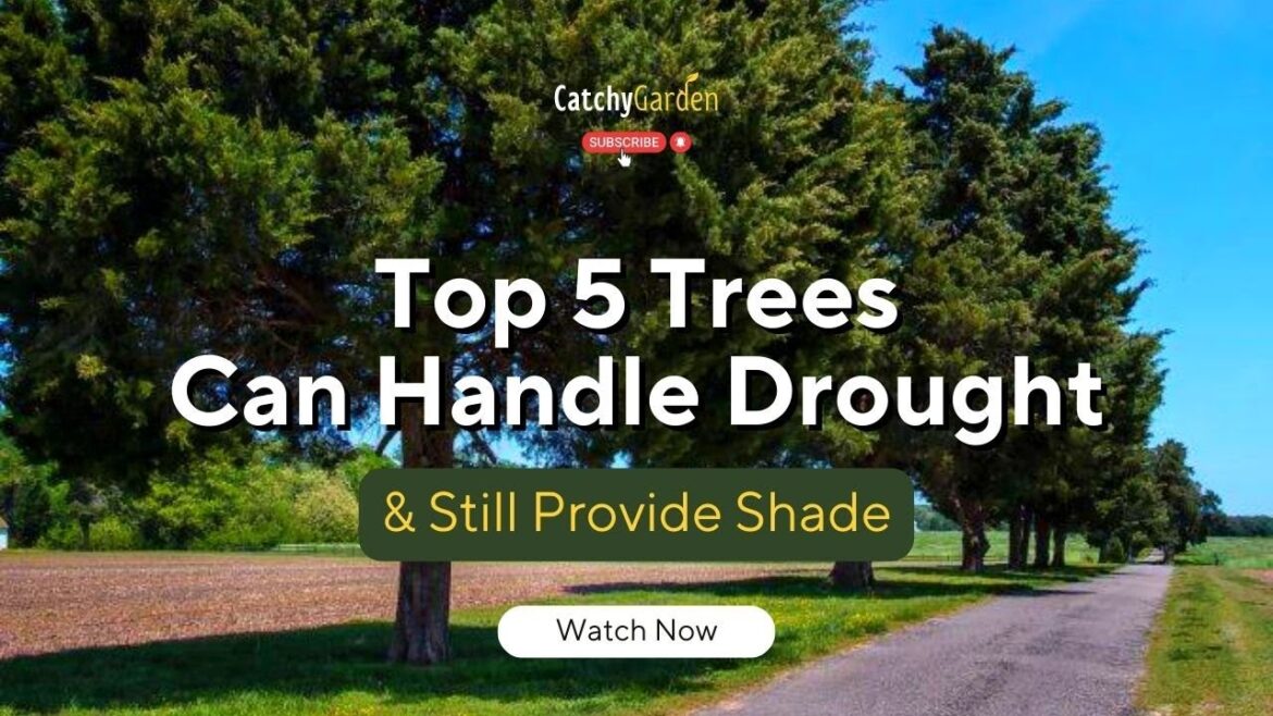Top 5 Trees Can Handle Drought and Still Provide Shade ππ³π² // Gardening Tips Top 5 Trees Can Handle Drought and Still Provide Shade ππ³π² // Gardening Tips