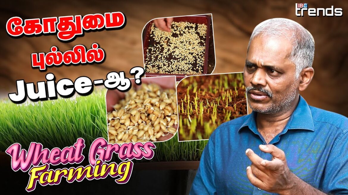 CANCER நோய் இருந்தால் இந்த Juice தினமும் குடிக்கலாம் ! | Wheat Grass Farming | Terrace Gardening CANCER நோய் இருந்தால் இந்த Juice தினமும் குடிக்கலாம் ! | Wheat Grass Farming | Terrace Gardening