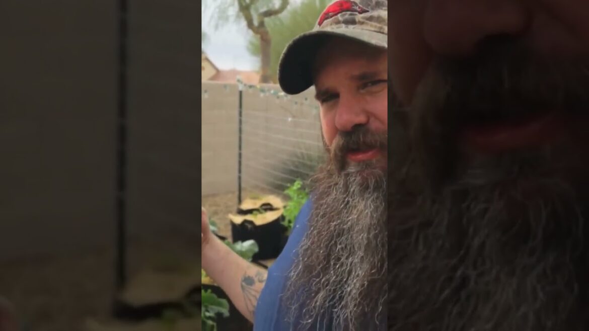 Garden and homestead update. Cauliflower and cleaning up bags #vlog #garden #lifestyle Garden and homestead update. Cauliflower and cleaning up bags #vlog #garden #lifestyle