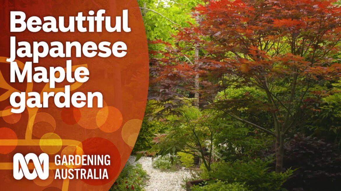 A picturesque cottage garden filled with Japanese Maples | Garden Design | Gardening Australia A picturesque cottage garden filled with Japanese Maples | Garden Design | Gardening Australia