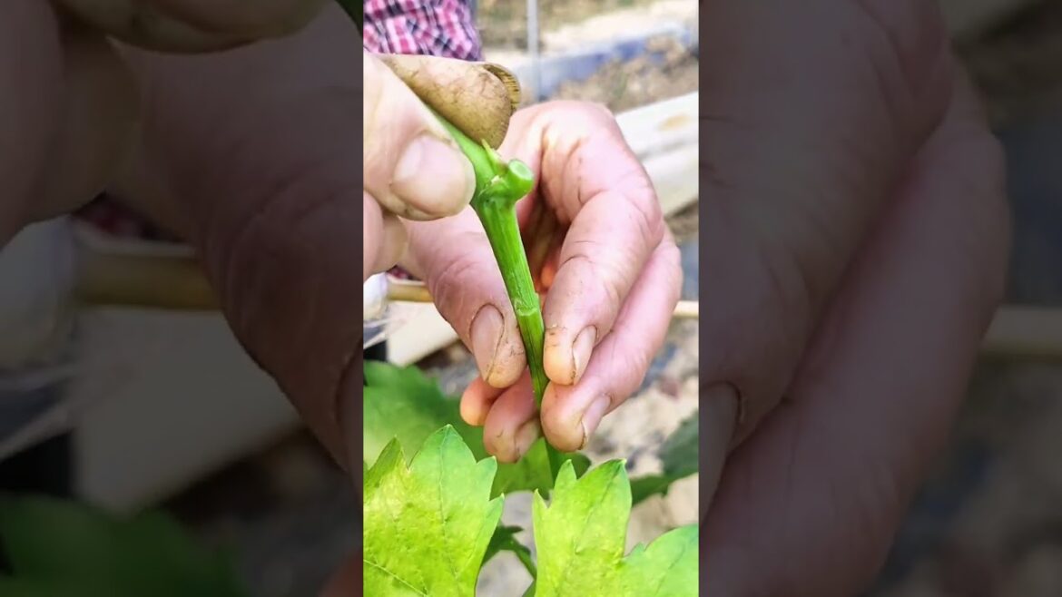 Grafting of grape twig