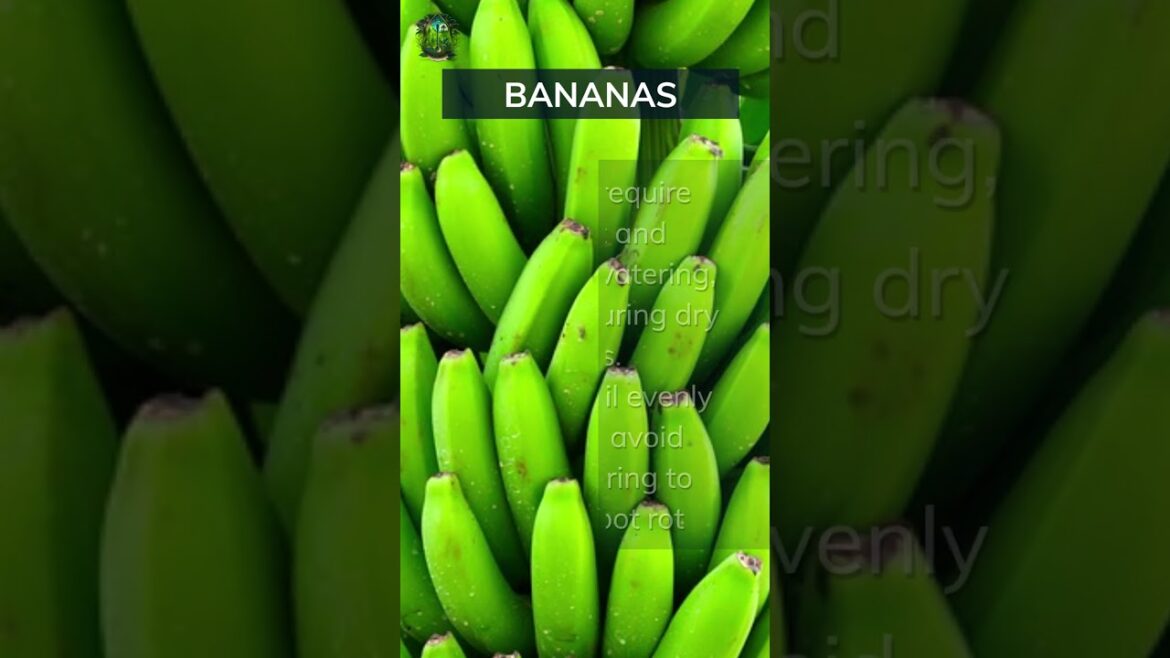 Banana Growing Basics. Add your tips below 👇 #banana #basics #tips