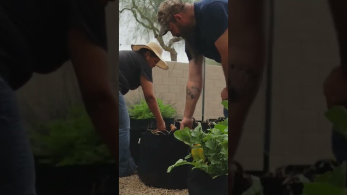 Cabbage harvesting and clearing garden space. #vlog #garden #lifestyle Cabbage harvesting and clearing garden space. #vlog #garden #lifestyle