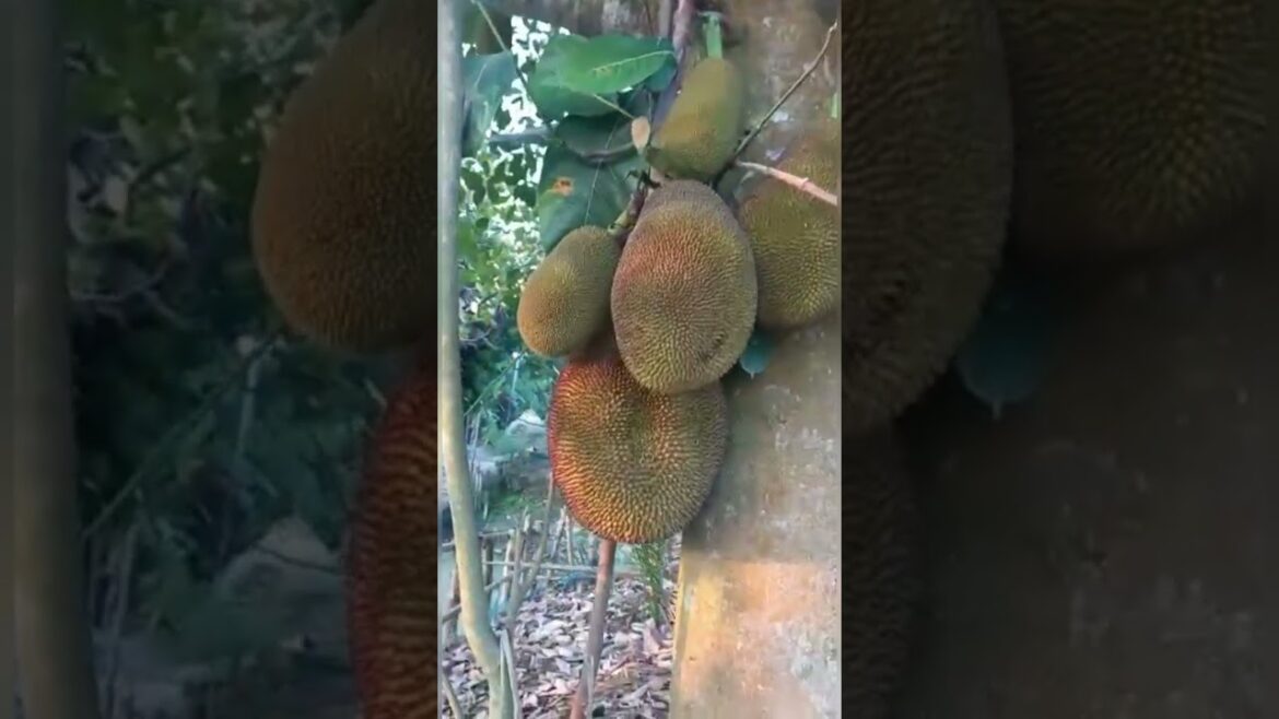 A beautiful jackfruit tree 🥰#satisfying #shorts #viral