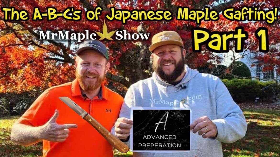 How to Graft Japanese Maples | Part 1 | The ABC’s of Grafting Propagation | A: Advanced Preparation How to Graft Japanese Maples | Part 1 | The ABC’s of Grafting Propagation | A: Advanced Preparation