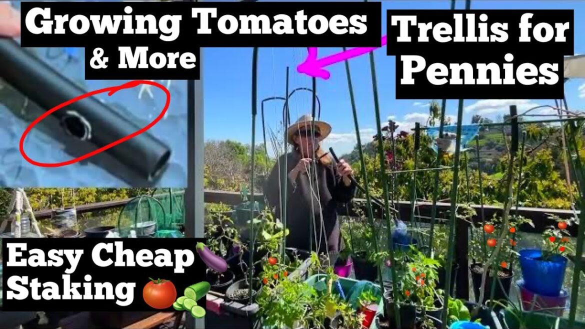 CHEAP Trellis How to Grow Tomatoes in SMALL SPACE, Ways to Make a Tomato Cage Stake Container Garden CHEAP Trellis How to Grow Tomatoes in SMALL SPACE, Ways to Make a Tomato Cage Stake Container Garden