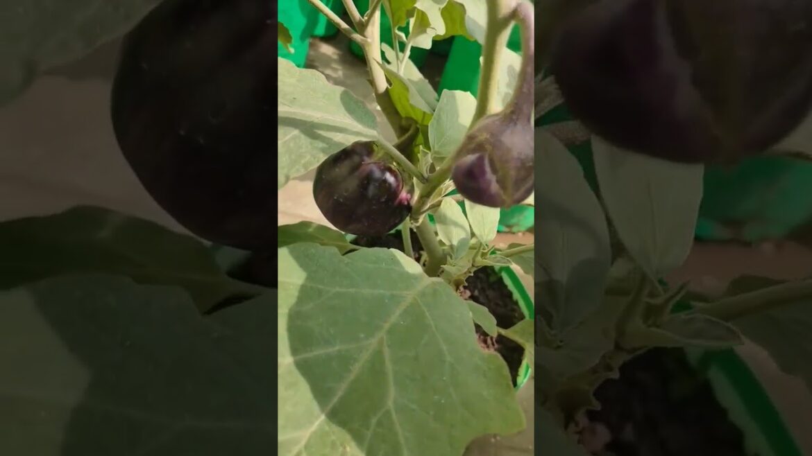 Grow Fresh and Organic vegetable #gardening #viral #terracegarden #youtubeshorts Grow Fresh and Organic vegetable #gardening #viral #terracegarden #youtubeshorts