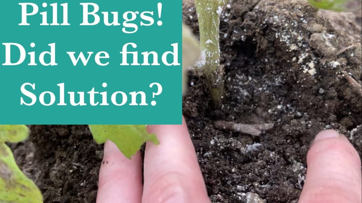 Pill Bug (Roly Poly) infestation! Part 2. A solution to share with you!