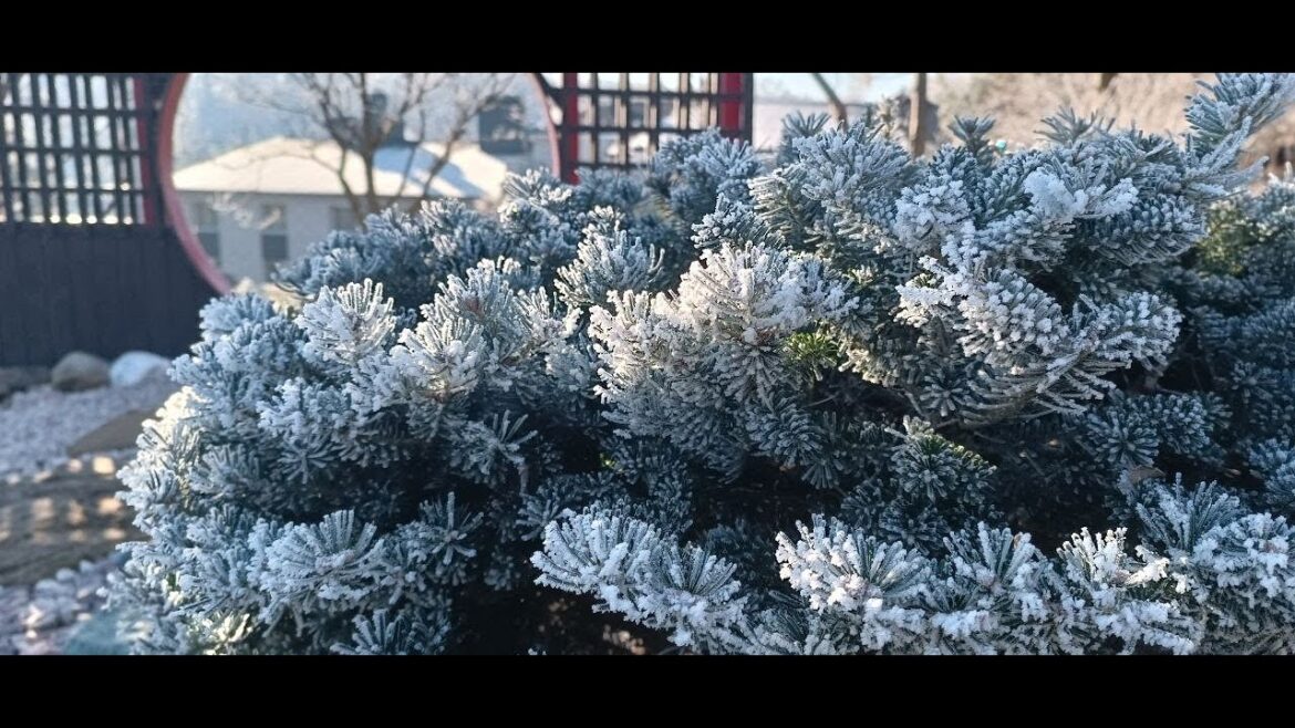 Japanese rock garden in winter