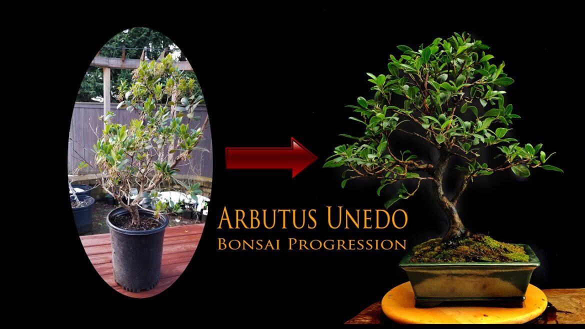Arbutus Unedo – The Strawberry Tree Bonsai 4yr Progression #bonsai Arbutus Unedo - The Strawberry Tree Bonsai 4yr Progression #bonsai