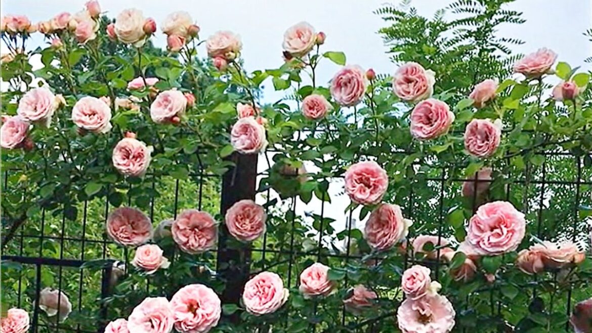 Giardina |  Rosen Tantau climbing rose | Amazing fragrant pink blooms!