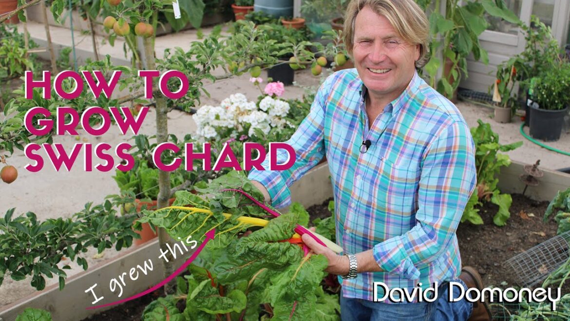 How to grow swiss chard