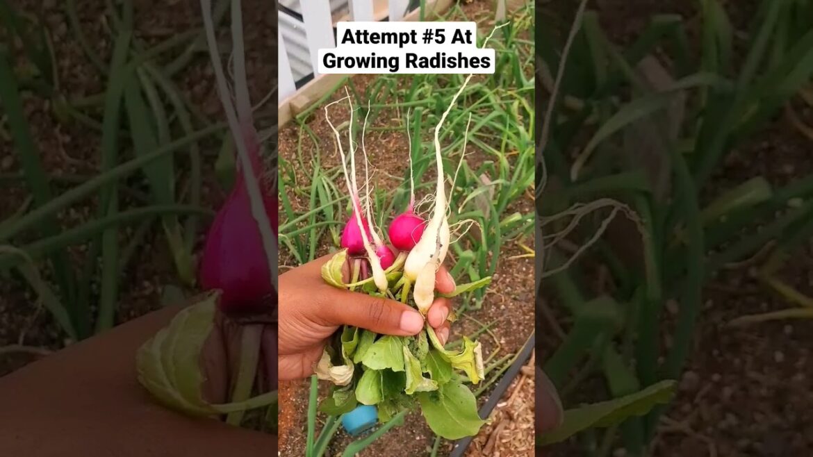 Radish Harvest #gardening