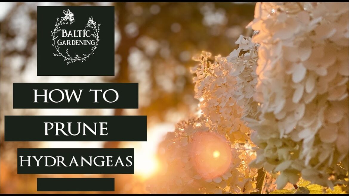 How to prune hydrangeas. Hydrangea groups. Hot to cut hydrangeas. Garden tips. Baltic Gardening How to prune hydrangeas. Hydrangea groups. Hot to cut hydrangeas. Garden tips. Baltic Gardening