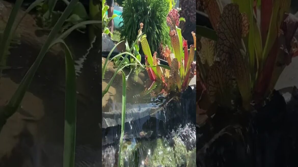 Take in the peaceful oasis of our small pond with a spectacular waterfall