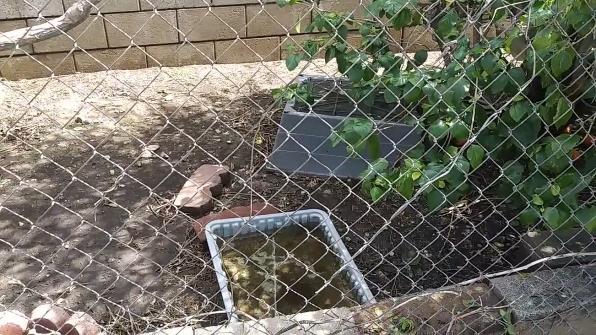 Planting my boysenberry plant in a container southern California garden. 🍰