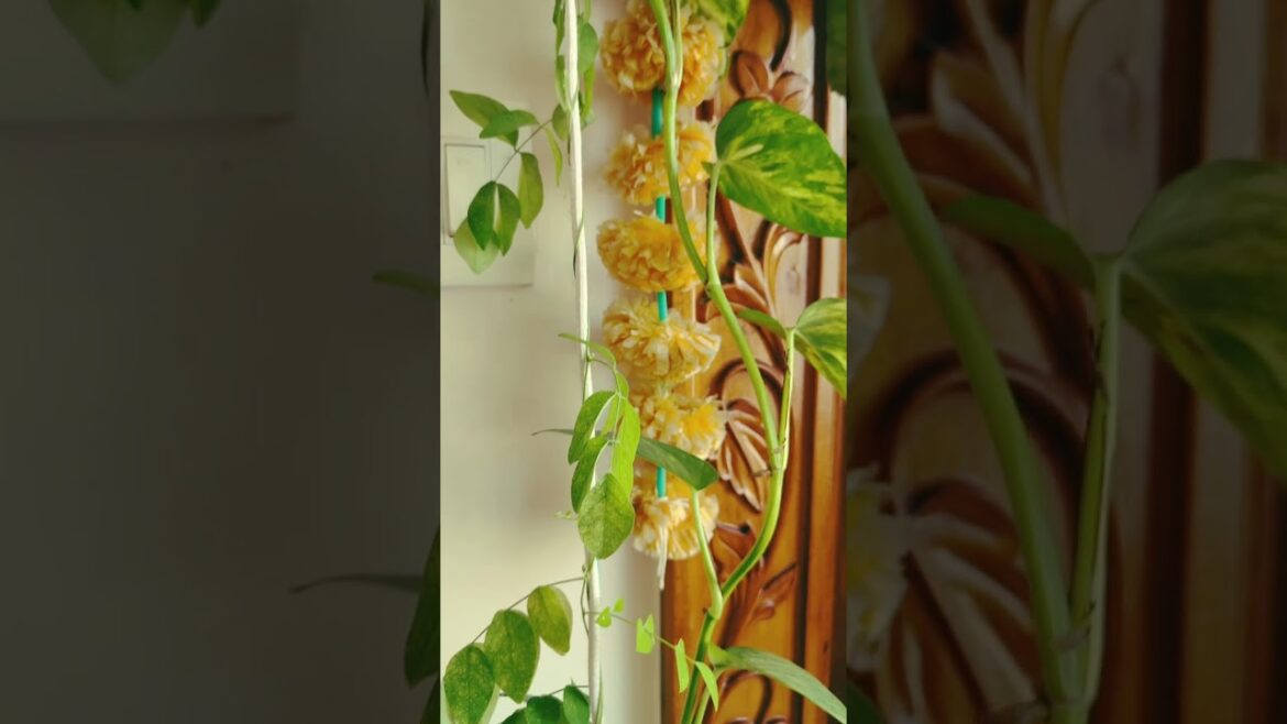 How To Grow Money Plant In Home #moneyplant #plants #nature #natural #viral #trending #trend π΅π±πΏβοΈππͺ΄ How To Grow Money Plant In Home #moneyplant #plants #nature #natural #viral #trending #trend π΅π±πΏβοΈππͺ΄