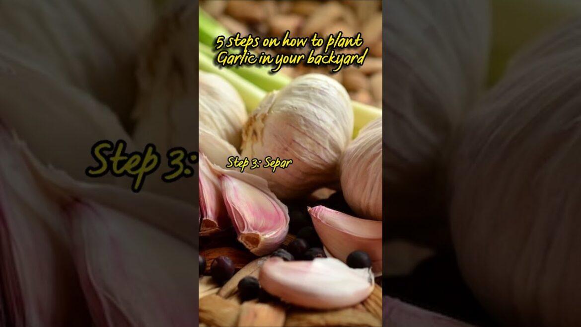 Gardening Tips: 5 steps on how to plant Garlic in your backyard