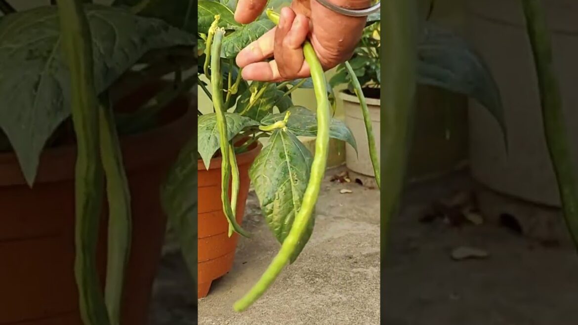Beautiful Lobia Plant in a Pot | लोबिया (बरबती) का पौधा गमले में लगाये #shorts #gardeningtips Beautiful Lobia Plant in a Pot | लोबिया (बरबती) का पौधा गमले में लगाये #shorts #gardeningtips