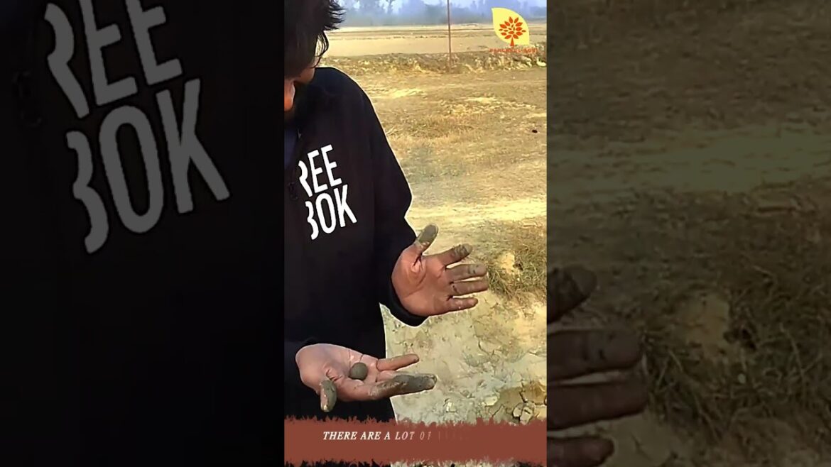 #shorts #short Small Ponds That Had A Lot of Mortar in Them