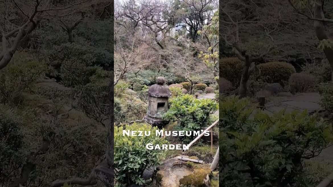 Nezu Museum's Garden #Winter #Tokyo #japan #architecture #lifeinjapan #livingintokyo #japanesegarden Nezu Museum's Garden #Winter #Tokyo #japan #architecture #lifeinjapan #livingintokyo #japanesegarden