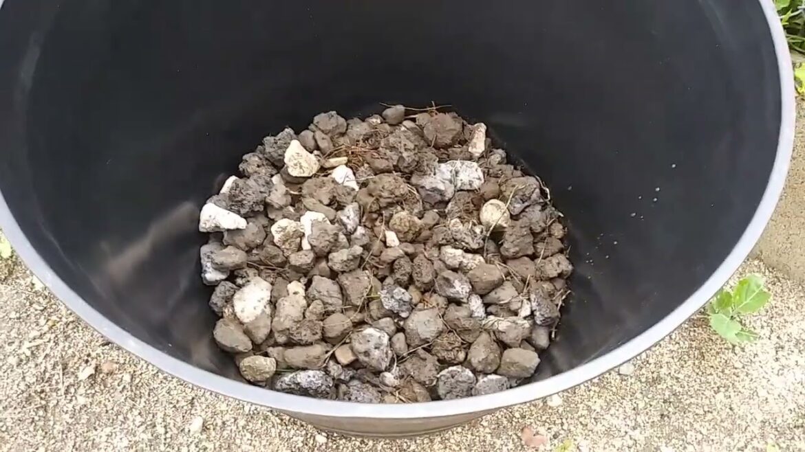 Planting my blackberry plant in a container in southern California garden 🍧