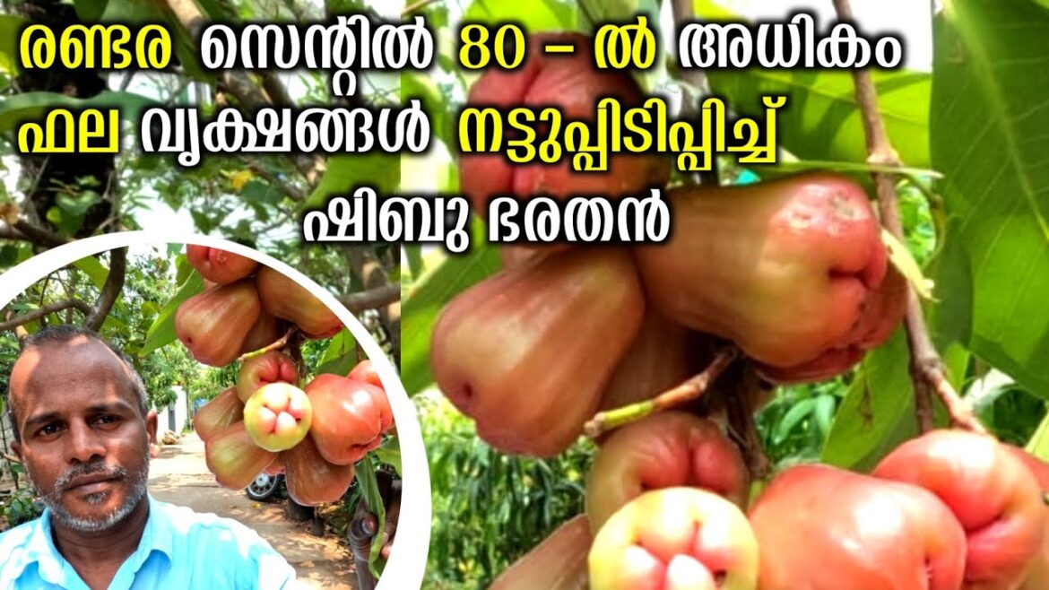 രണ്ടര സെന്റിൽ അത്ഭുതങ്ങൾ ഒരുക്കി ഷിബു ഭരതൻ | Fruit At My Home | Pot Mixing Malayalam | Rare Fruits