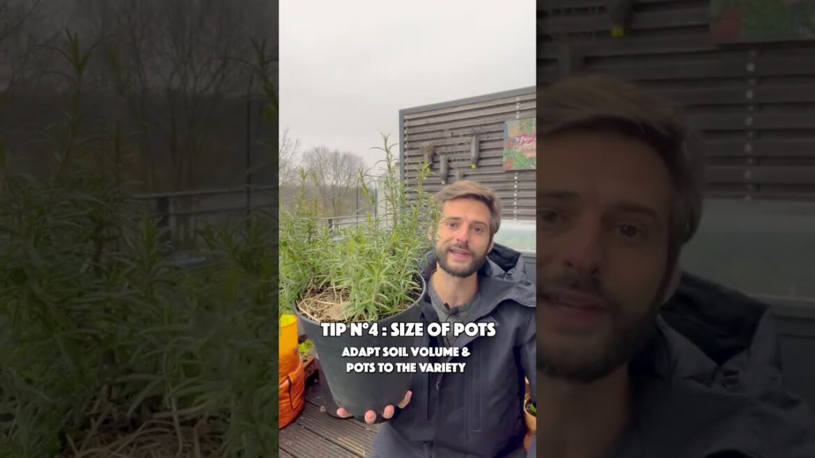 5 Gardening tips to grow your food (part 2)