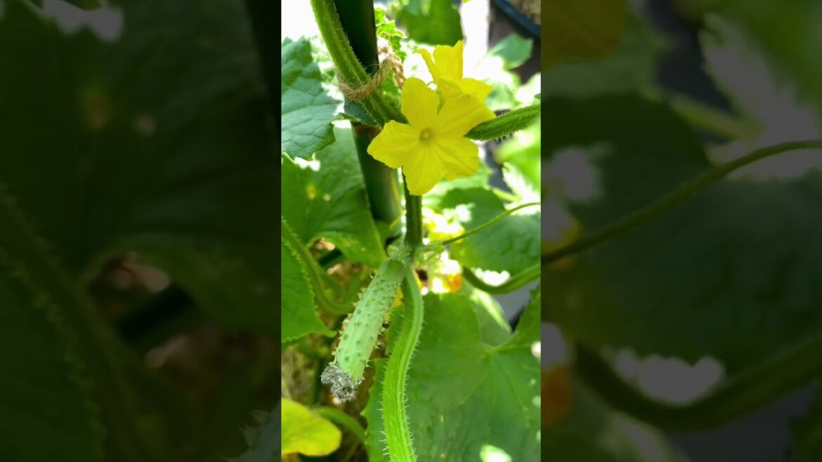 Container Cucumbers #shorts #short