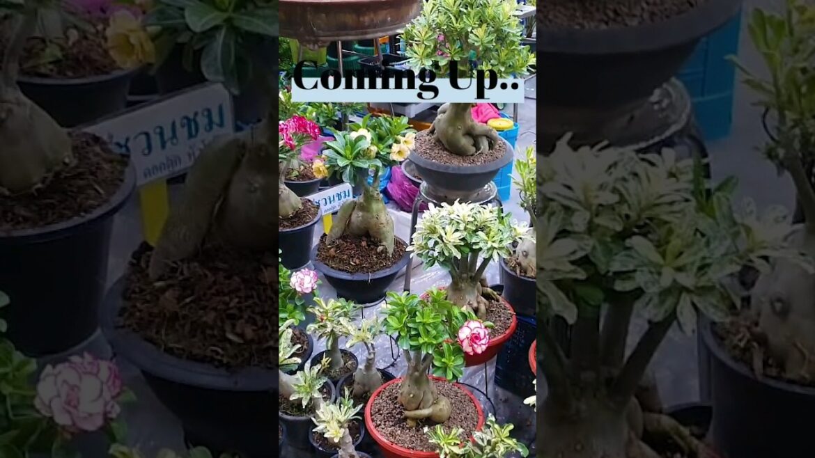 Home & Garden Expo BITEC #Bansai #Thailand #Bitec & ThaiExpo #Tradefair