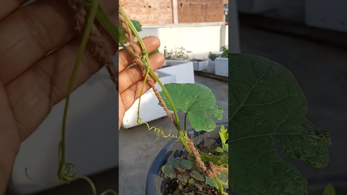 सब्जियों की बेल के लिए जरूरी बातें/Things needed for vegetable vine#shorts#shortsvideo#gardening