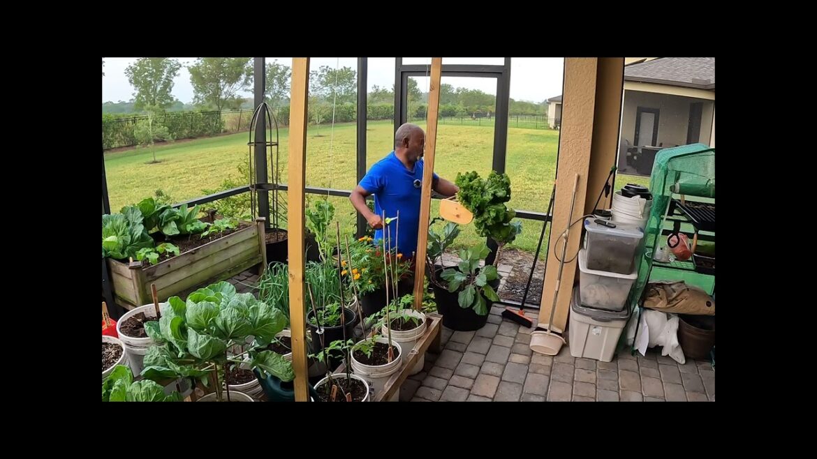 Sharing My Backyard Harvest With Family and Friends in North Florida Sharing My Backyard Harvest With Family and Friends in North Florida