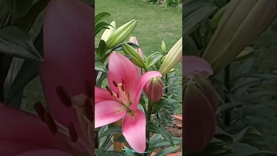 lilium plans #flower #plantingflowers #nature #flowers #gardeningflowers #gardening #growflowers
