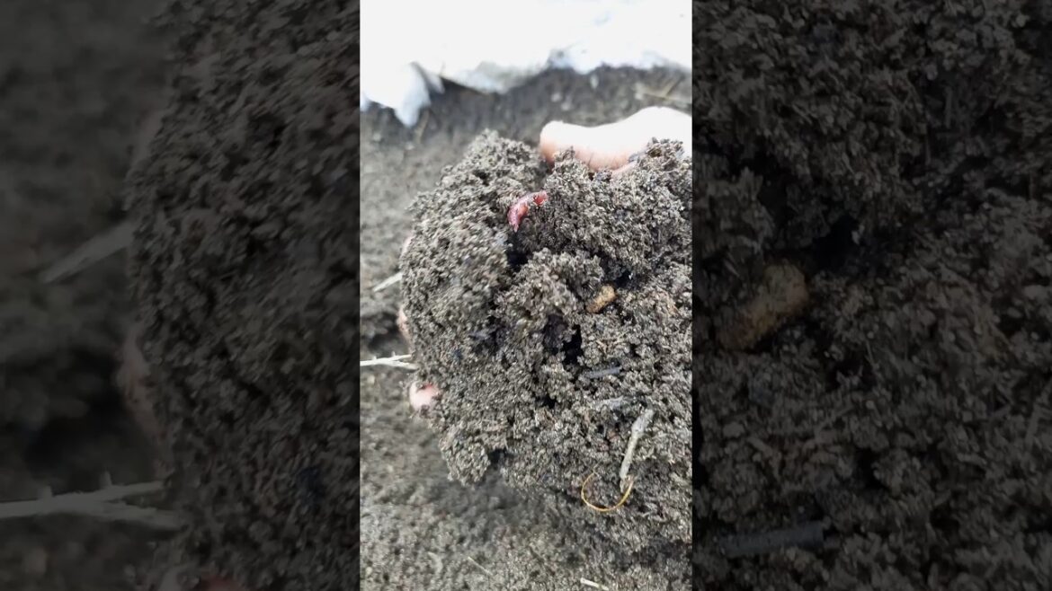 Vermicomposting #shorts #short #youtubeshorts #gardening Vermicomposting #shorts #short #youtubeshorts #gardening