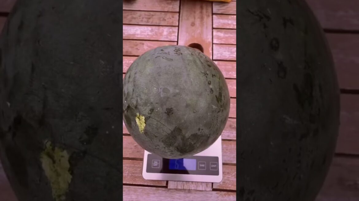 GROWING WATERMELON | WATERMELON HARVEST | WATERMELON | GARDENING TIPS #shorts