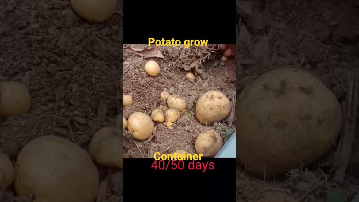 container main potato ki kheti kheti asani se kare #shors #gardening #youtube #capsicum #plant