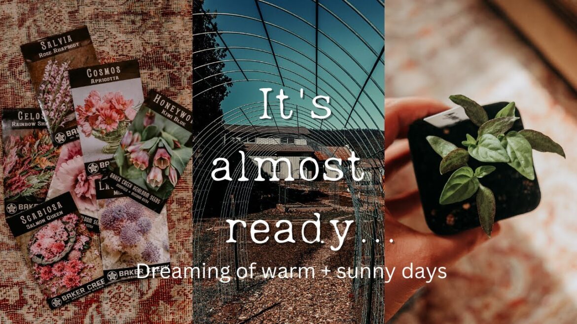 Homestead Garden Update | Seedlings + Flowers I'm Growing