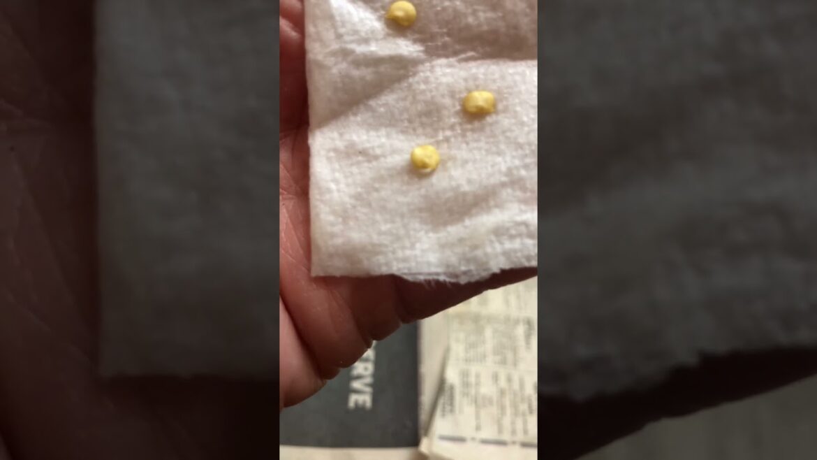 Rooted pepper seed identification.(Paper Towel Method) #gardening #seedstarting #vegetablegardening