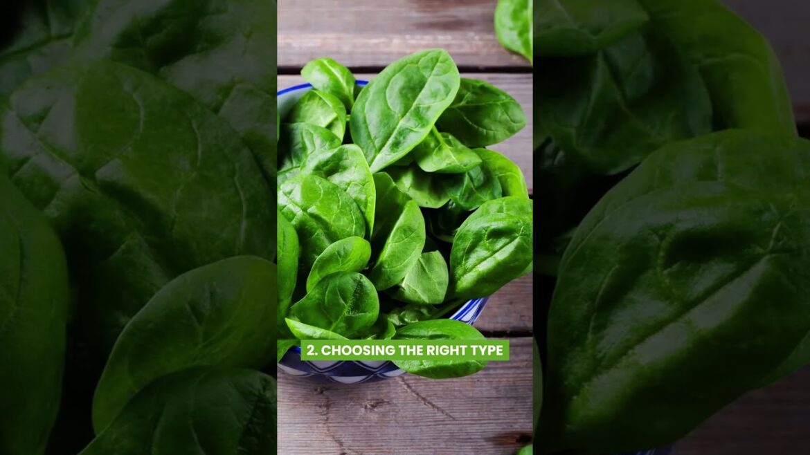 Secrets to Grow Sweetest & Less Bitter Spinach in Garden #spinach #vegetable #shorts