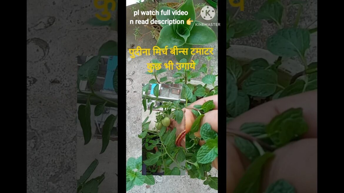 🌱beginners gardening/gardening ideas/kitchen garden tips#shorts#shortvideo#youtubeshorts #dailyvlog 🌱beginners gardening/gardening ideas/kitchen garden tips#shorts#shortvideo#youtubeshorts #dailyvlog