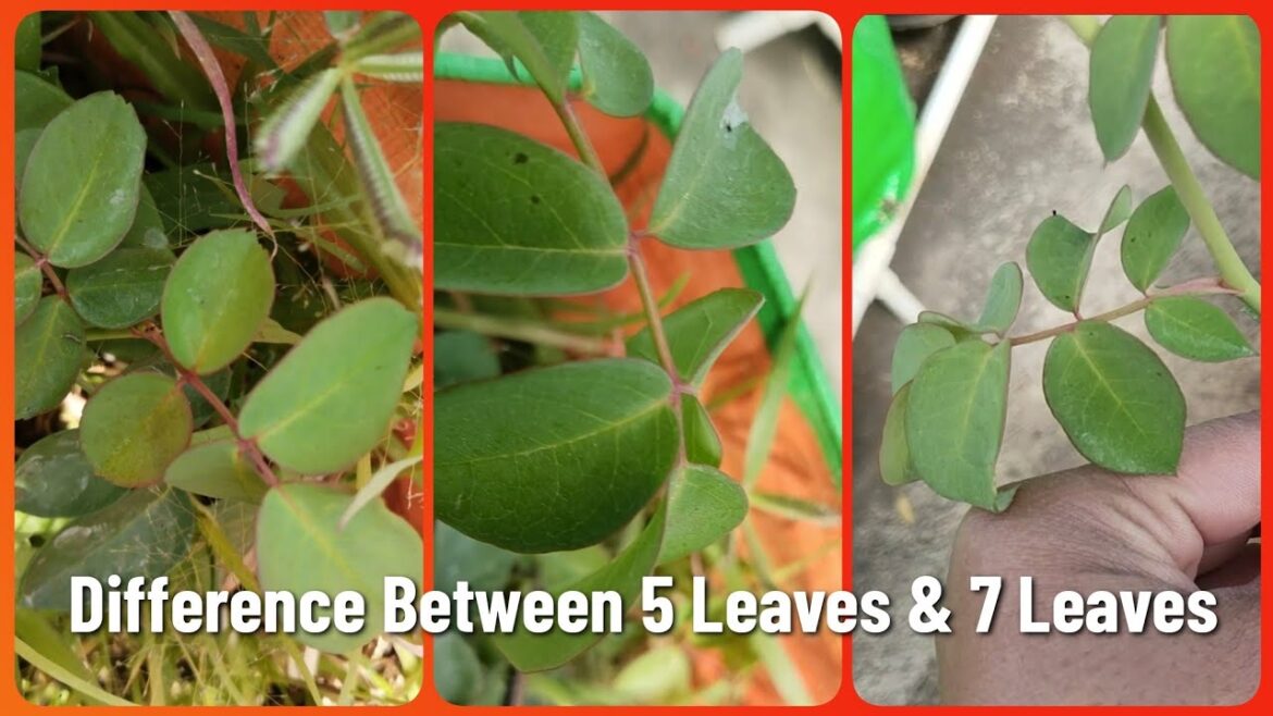 Difference Between 5Leaves & 7Leaves Branch || Gardening Tips || Gardening || Garden. Difference Between 5Leaves & 7Leaves Branch || Gardening Tips || Gardening || Garden.