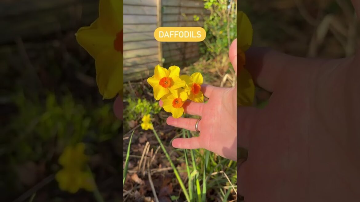 Spring 60 second Garden Tour! #garden #gardendesign #gardens Spring 60 second Garden Tour! #garden #gardendesign #gardens