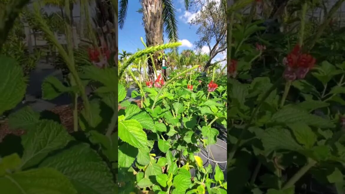 Riverland Nursery in North Fort Myers FL Great selection of beautiful healthy pollinator attracting