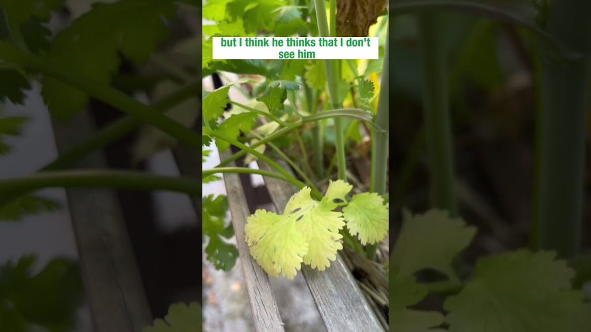 Garden Pest or Garden Friend? #gardenpests #gardeningtips #bugs #insects #shorts #gardening