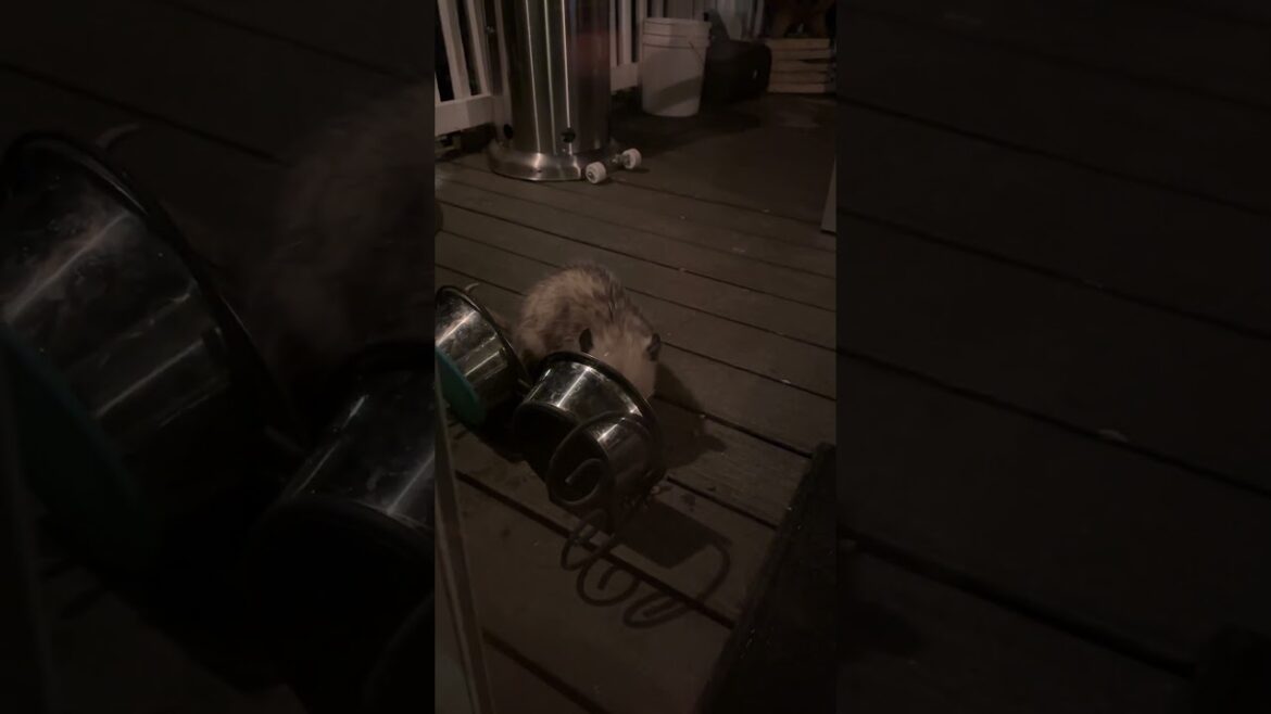 CameraGuy Critter Cam-Unexpected Visitor