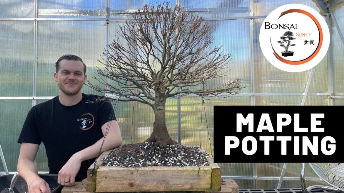 Kuro Hime Maple Bonsai Potting | The Bonsai Supply Kuro Hime Maple Bonsai Potting | The Bonsai Supply